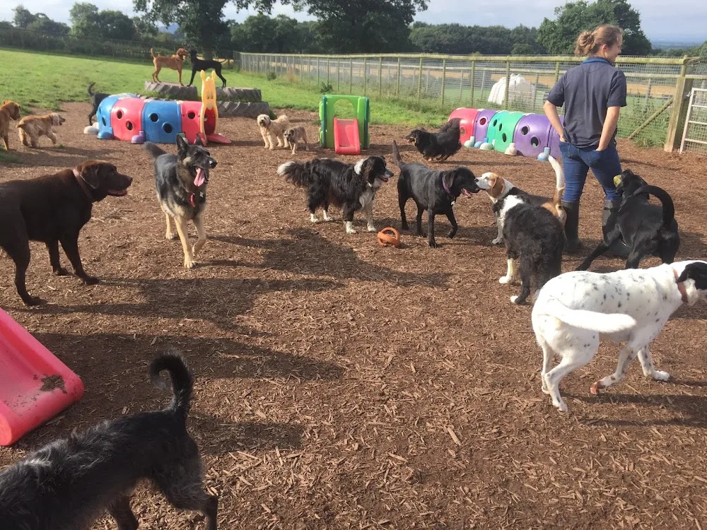 Ridge Hill Kennels & Cattery - Cheshire West and Chester pet otel görseli 3