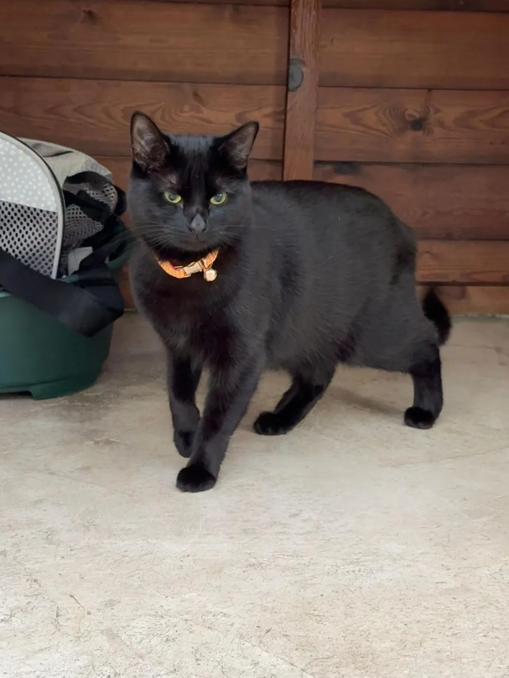 Roe Clare Cattery & Kennels - Cheshire West and Chester pet otel