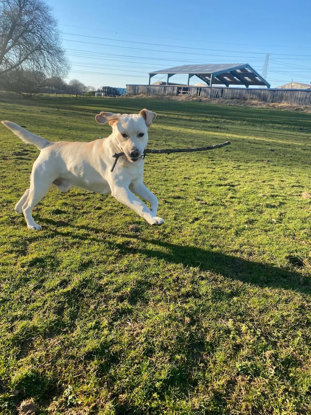 Roe Clare Cattery & Kennels - Cheshire West and Chester pet otel görseli 4