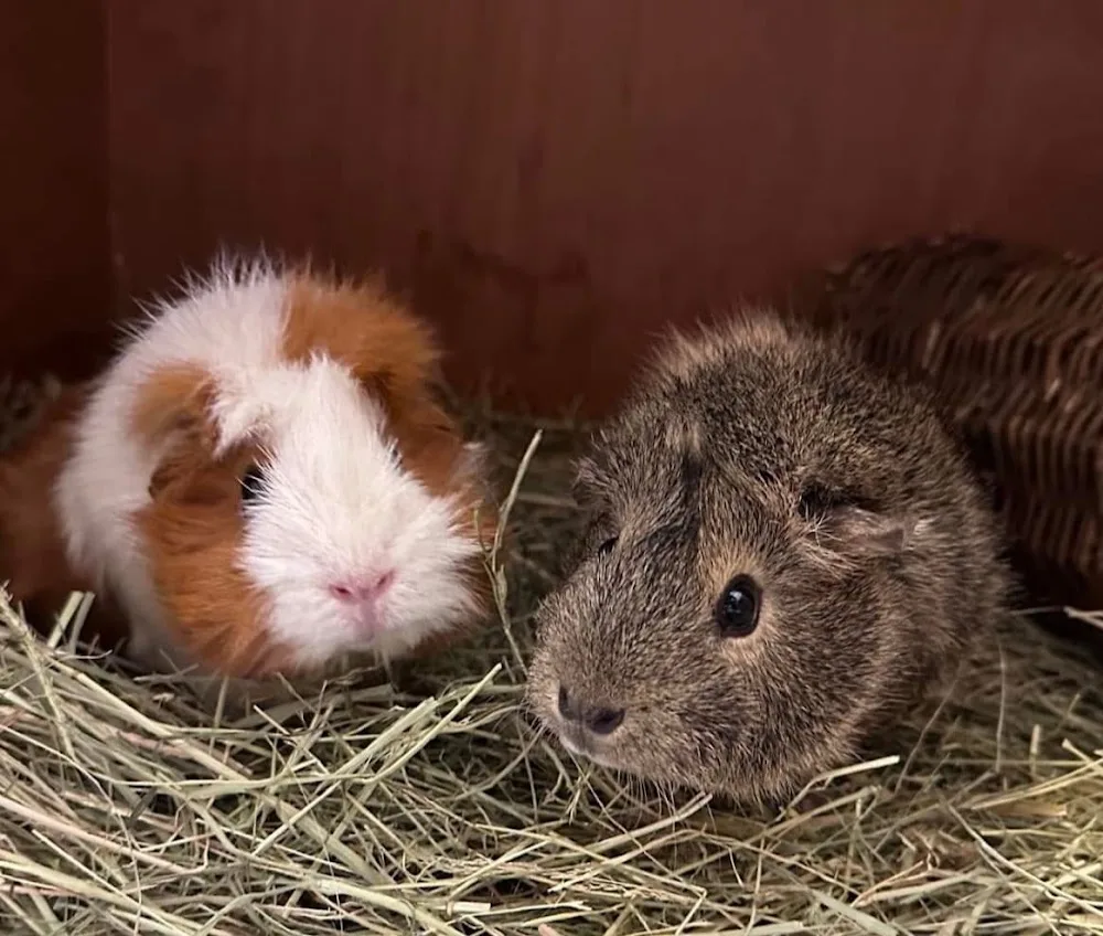 Sleepy Hollow Small Pet Hotel - Cheshire West and Chester pet otel görseli 3