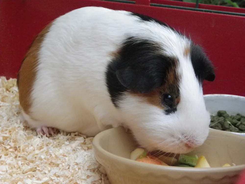 Small Pets Holiday Home - Cheshire West and Chester pet otel görseli 3