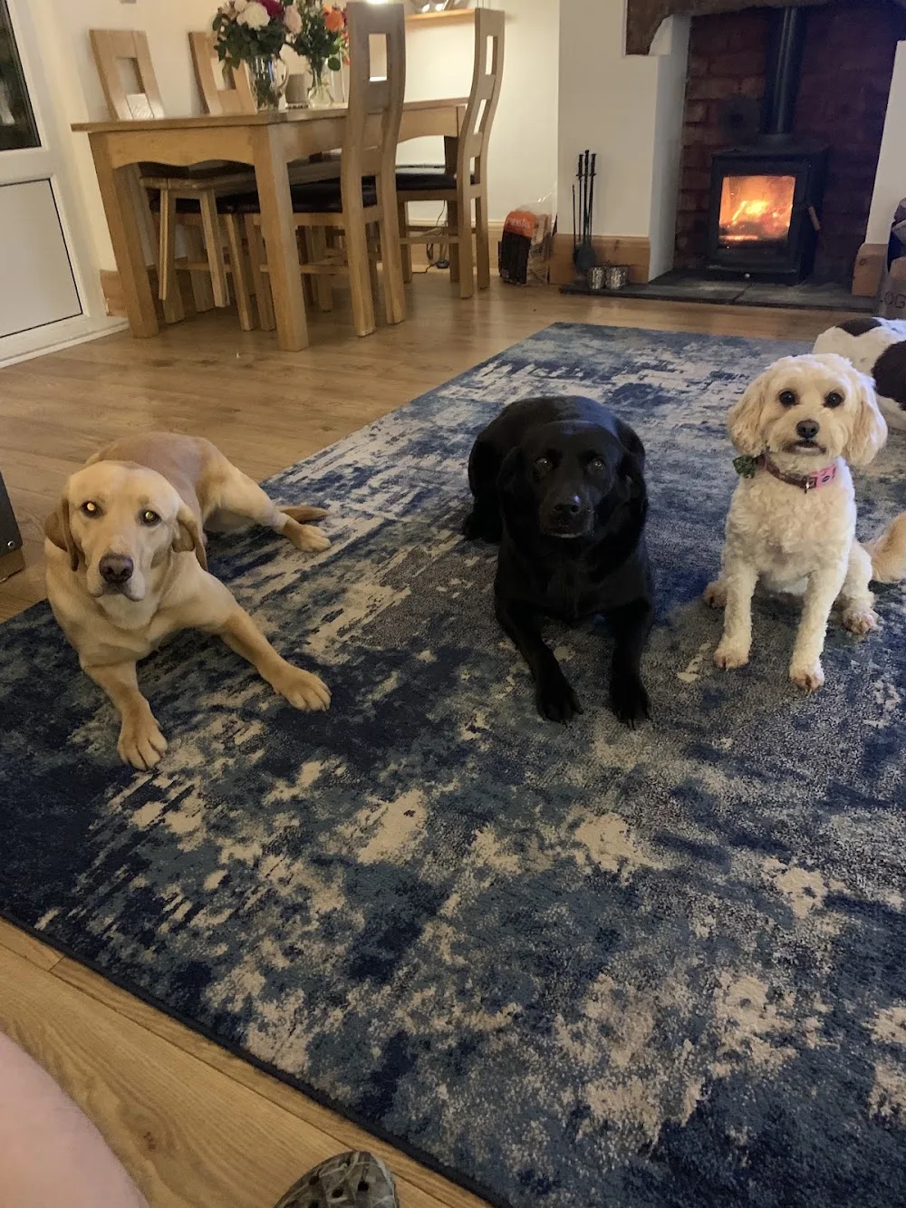 Spon Green Kennels & Cattery - Cheshire West and Chester pet otel