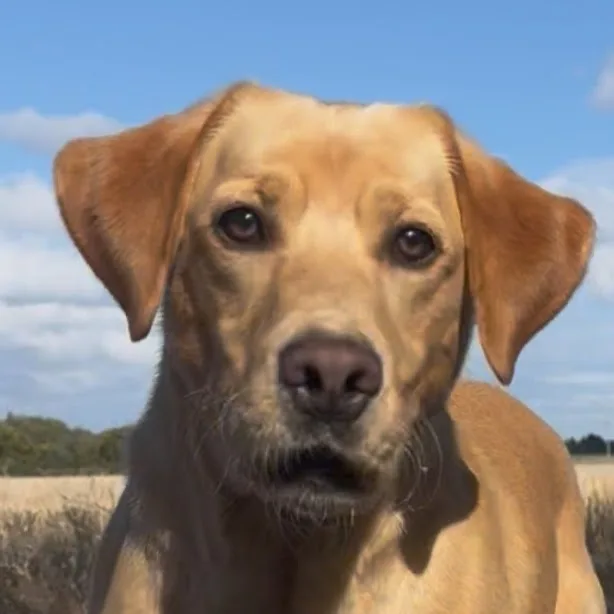 Spon Green Kennels & Cattery - Cheshire West and Chester pet otel görseli 5