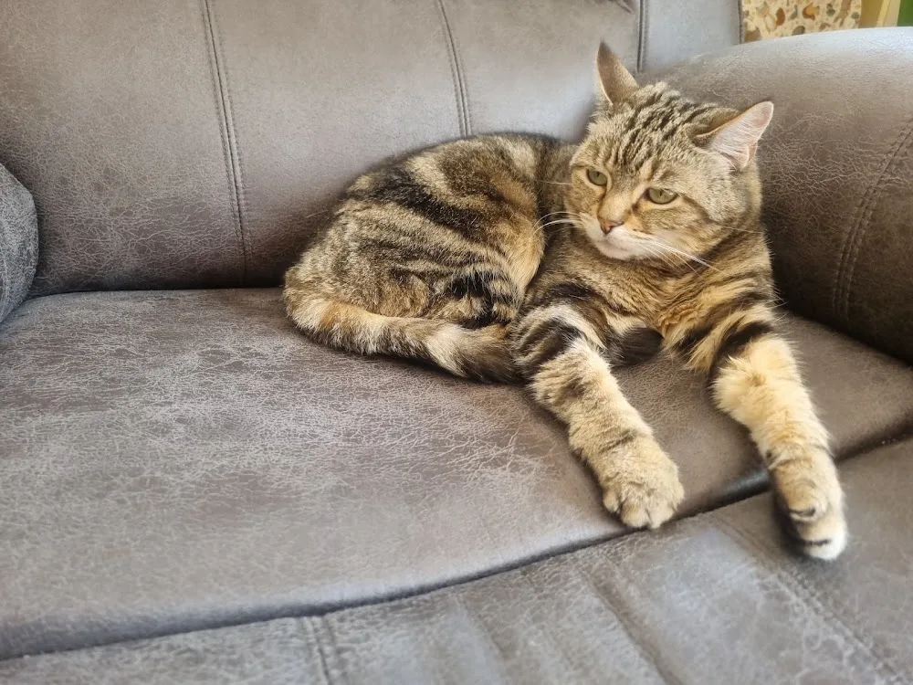 Tan House Farm Cattery - Cheshire West and Chester pet otel
