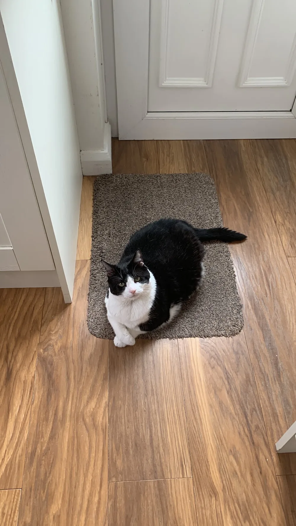 The Cat Butler Northwich - Cat Sitting Service, Cattery Alternative - Cheshire West and Chester pet otel görseli 3