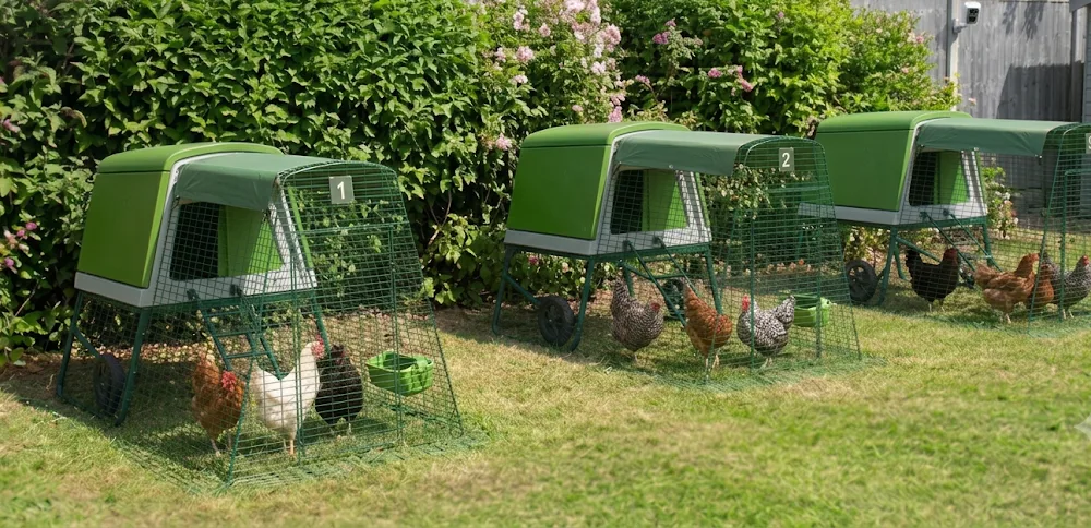 The Cheshire Coop Luxury Chicken Boarding - Cheshire West and Chester pet otel