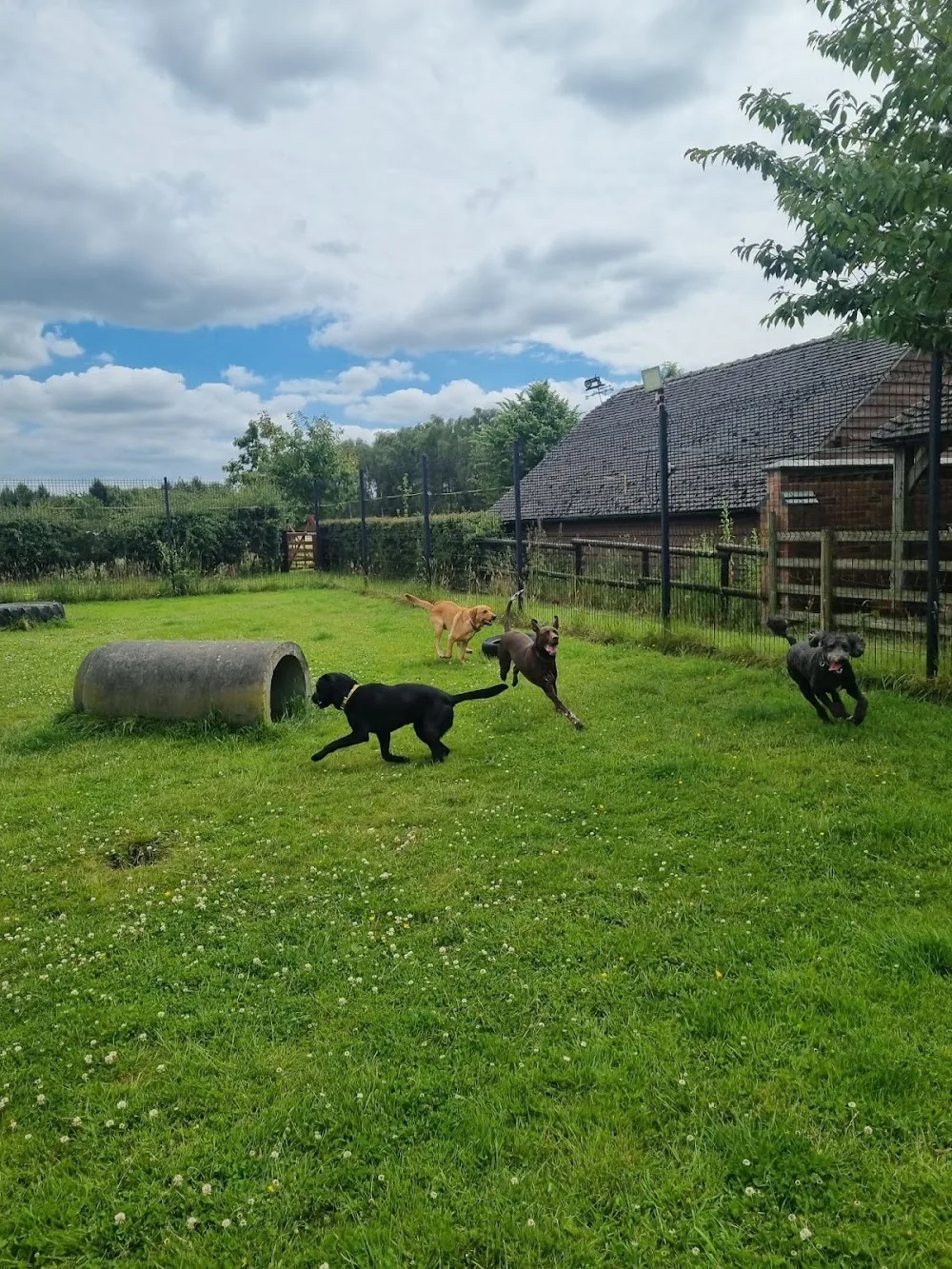 Wags of Cranage Ltd - Cheshire West and Chester pet otel