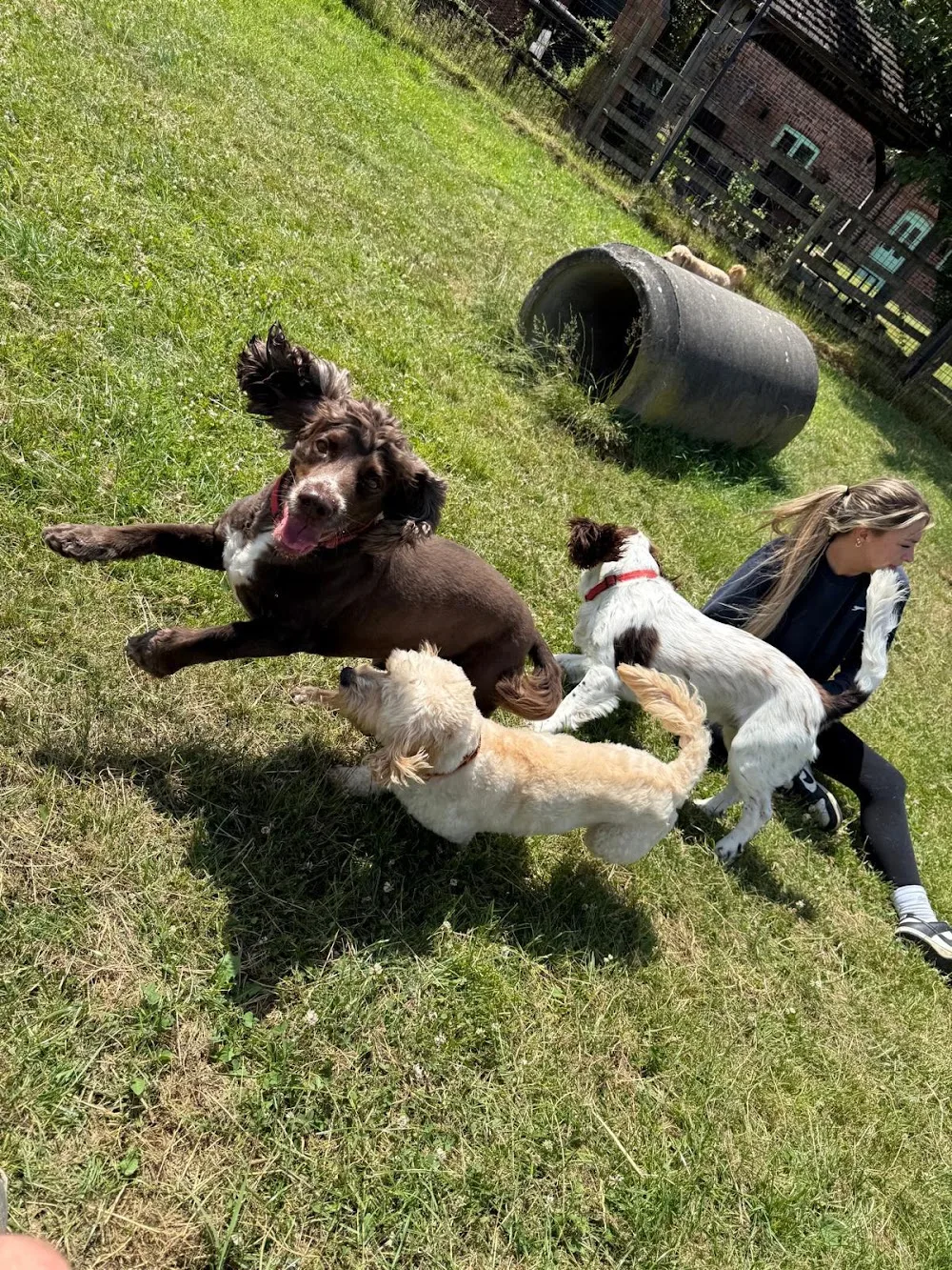 Wags of Cranage Ltd - Cheshire West and Chester pet otel görseli 3