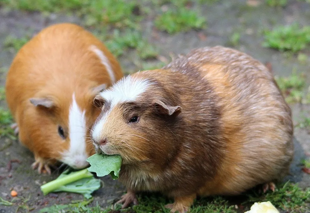 Wirral Small Pets Hotel-Rabbits, Guinea Pigs, Hamsters and other small pets boarding - Cheshire West and Chester pet otel