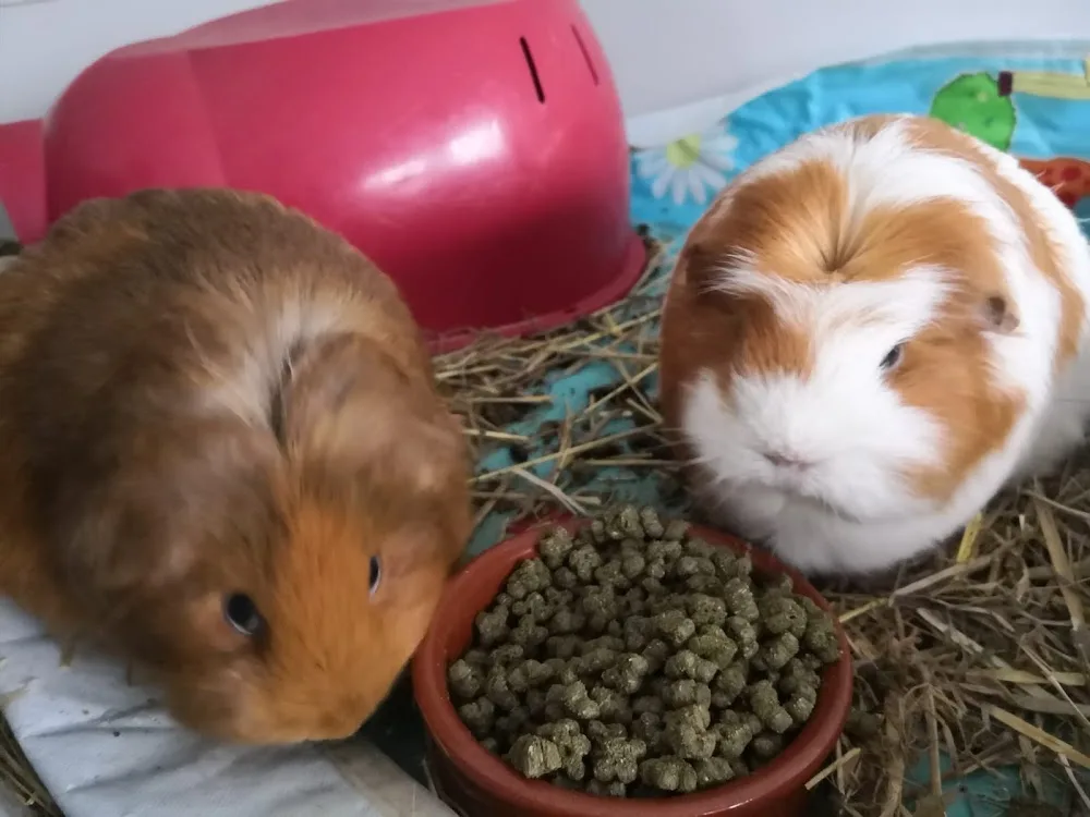 Wirral Small Pets Hotel-Rabbits, Guinea Pigs, Hamsters and other small pets boarding - Cheshire West and Chester pet otel görseli 3