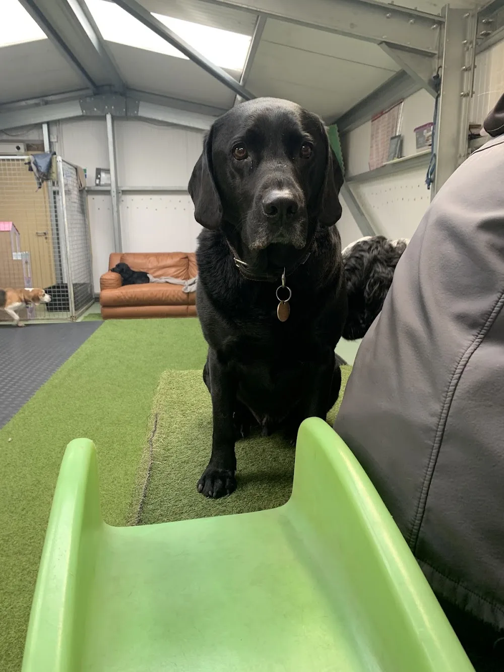 Woodland View Boarding Kennels & Daycare - Cheshire West and Chester pet otel