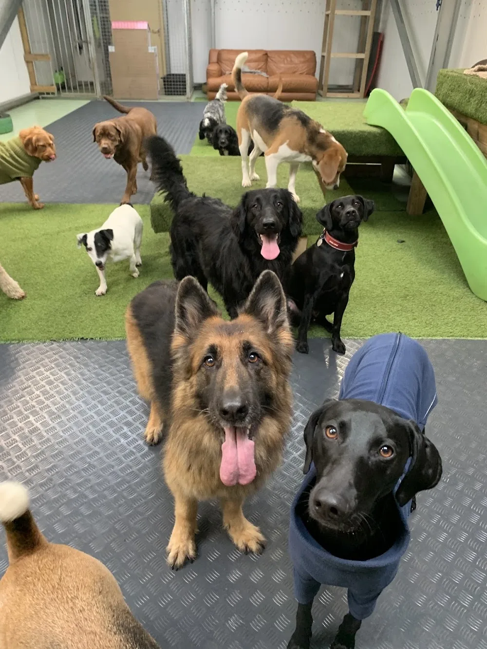 Woodland View Boarding Kennels & Daycare - Cheshire West and Chester pet otel görseli 3