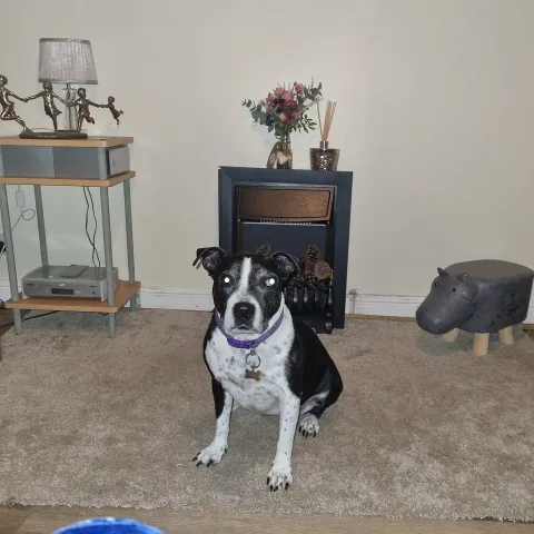Woodland View Boarding Kennels & Daycare - Cheshire West and Chester pet otel görseli 4