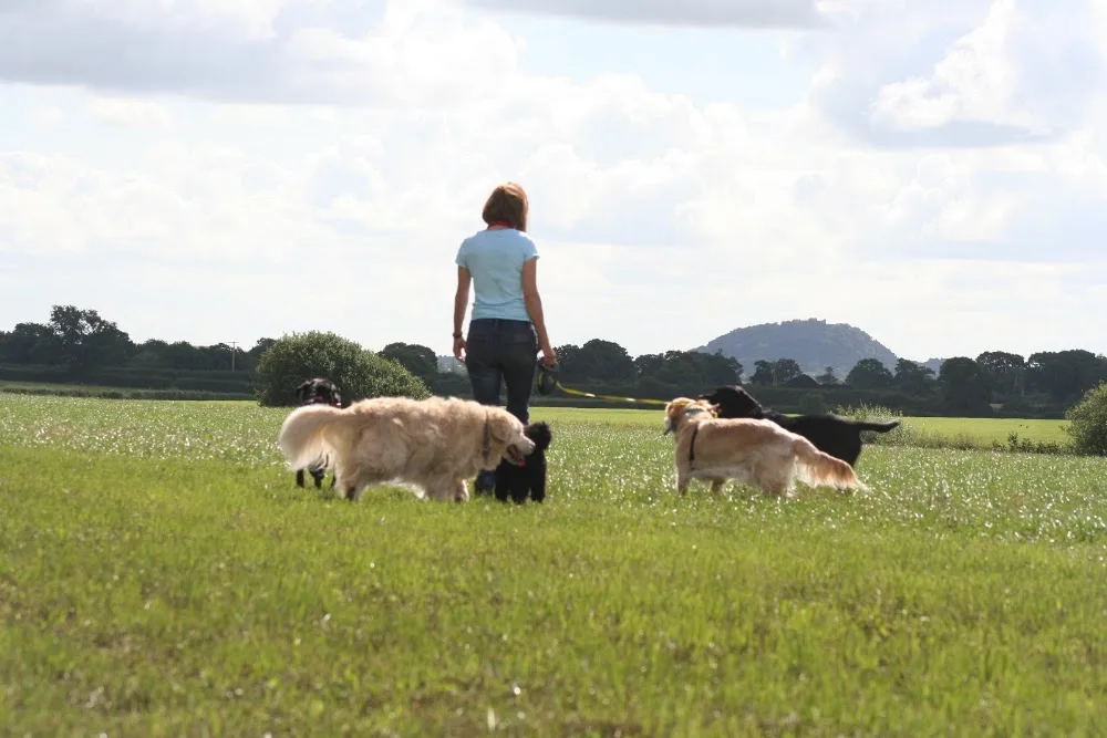 Woofers Home Dog Care - Cheshire West and Chester pet otel