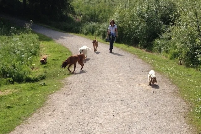 Woofers Home Dog Care - Cheshire West and Chester pet otel görseli 3