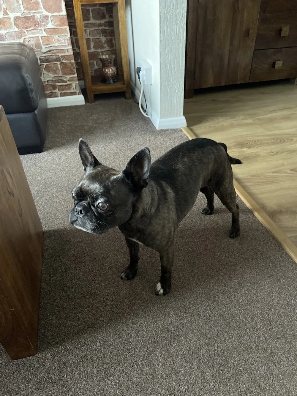 Border View Farm Kennels & Cattery - Chesterfield pet otel