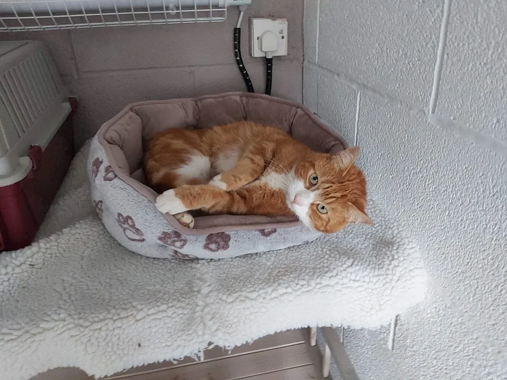 Bridle Cottage Cattery - Chesterfield pet otel