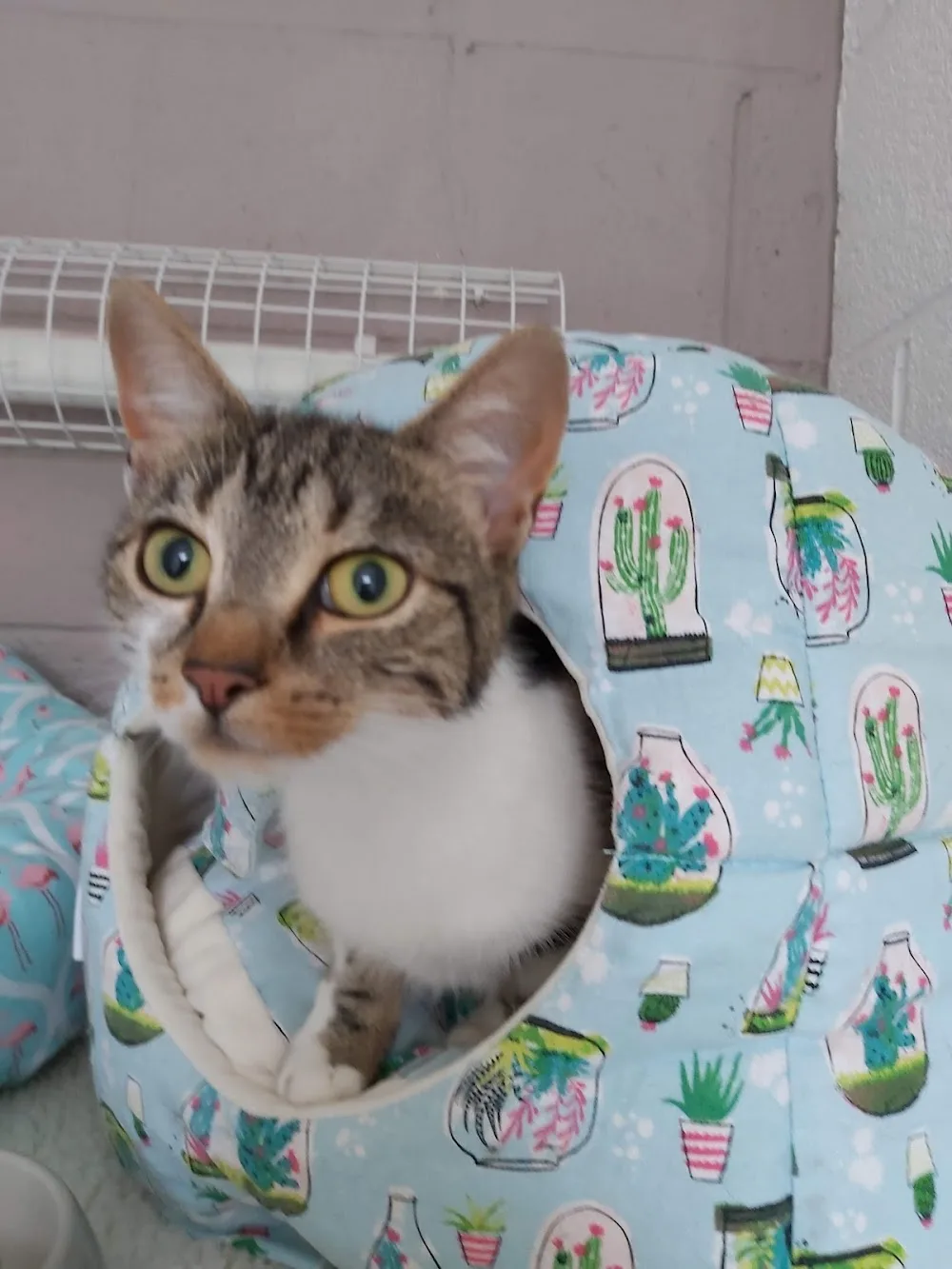 Bridle Cottage Cattery - Chesterfield pet otel görseli 3