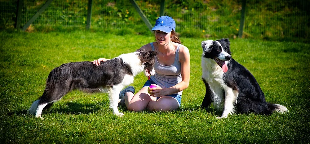 Broomhill Farm Luxury Dog Hotel 5 Star Rated - Chesterfield pet otel
