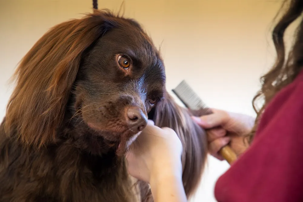 Broomhill Farm Luxury Dog Hotel 5 Star Rated - Chesterfield pet otel görseli 3