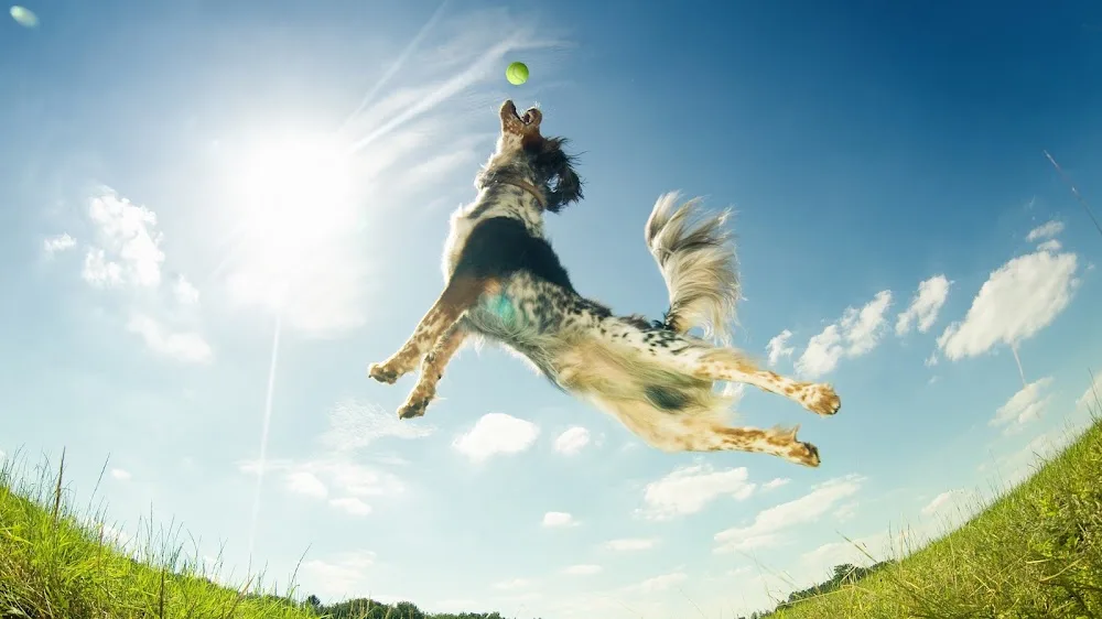 C Four Paws - Dog Transport & Dog Boarding Pet Hotel - Chesterfield pet otel