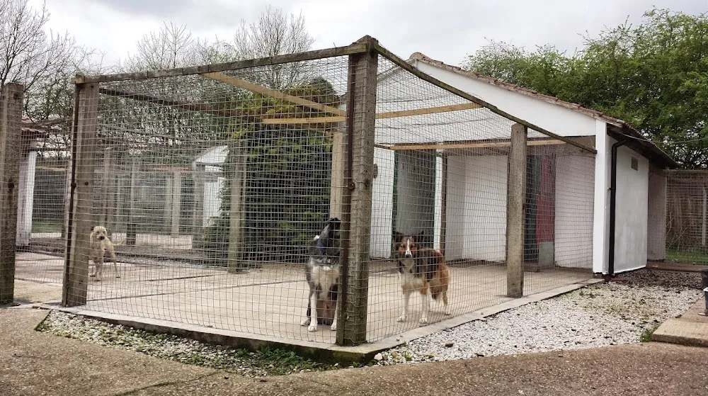 C Four Paws - Dog Transport & Dog Boarding Pet Hotel - Chesterfield pet otel görseli 3