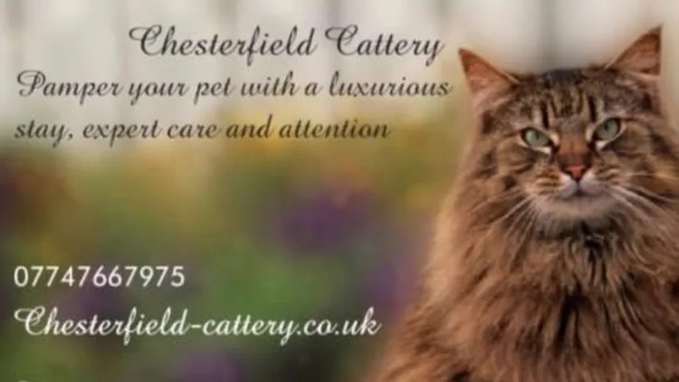 Chesterfield Cattery - Chesterfield pet otel görseli 2