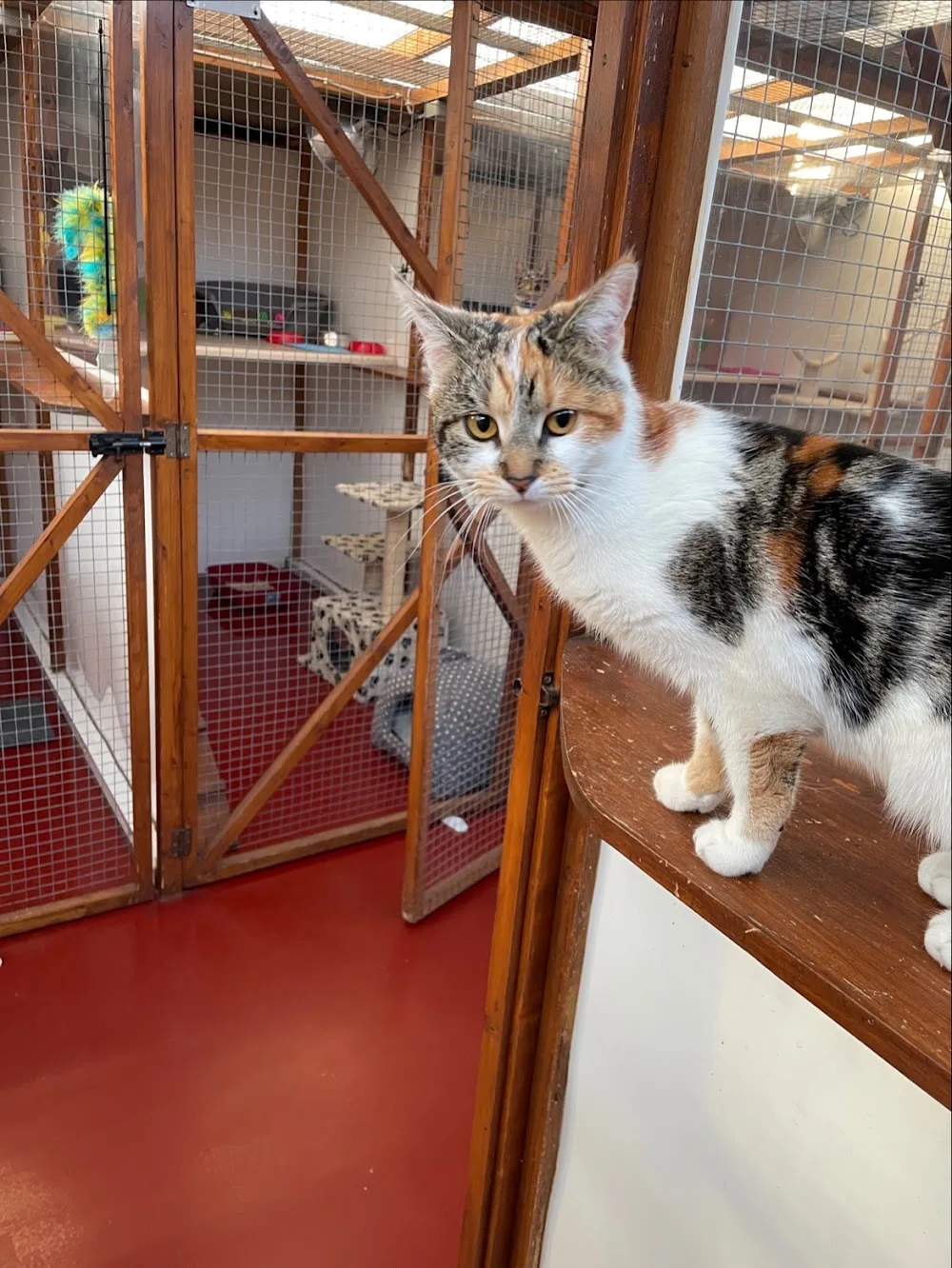 Chesterfield Cattery - Chesterfield pet otel görseli 3