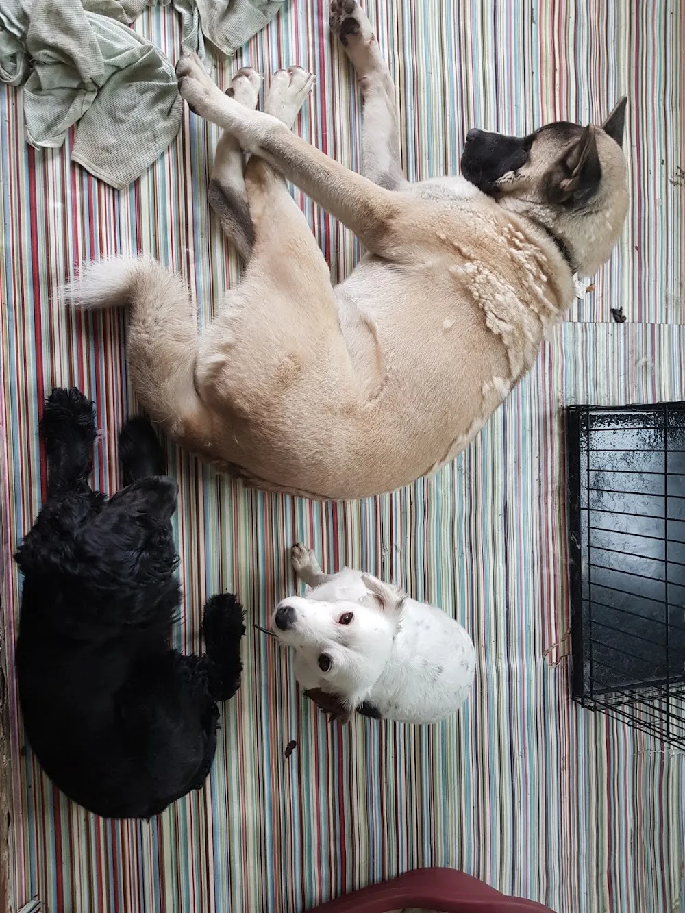 Doggie Home From Home - Daycare, Boarding & Training - Chesterfield pet otel
