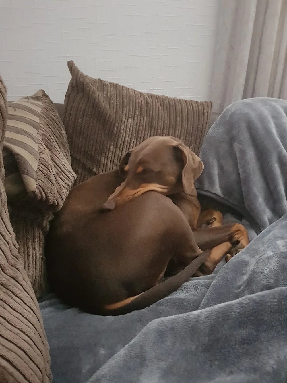 Doggie Home From Home - Daycare, Boarding & Training - Chesterfield pet otel görseli 3