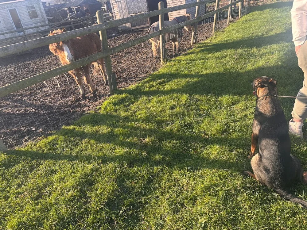 High Farm Boarding Kennels - Chesterfield pet otel