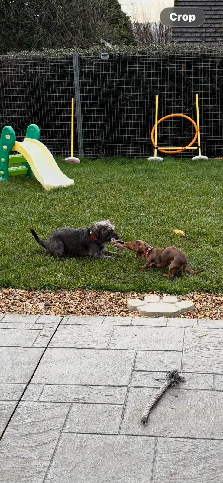 High Farm Boarding Kennels - Chesterfield pet otel görseli 3