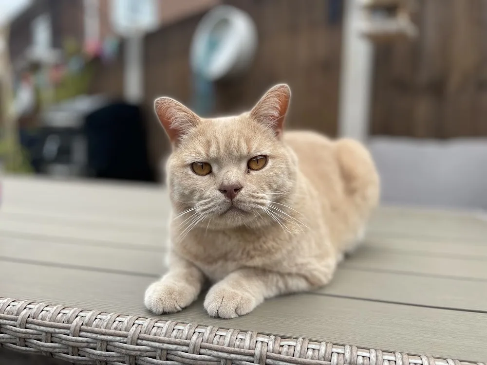 JJ's Boarding Cattery - Chesterfield pet otel görseli 2
