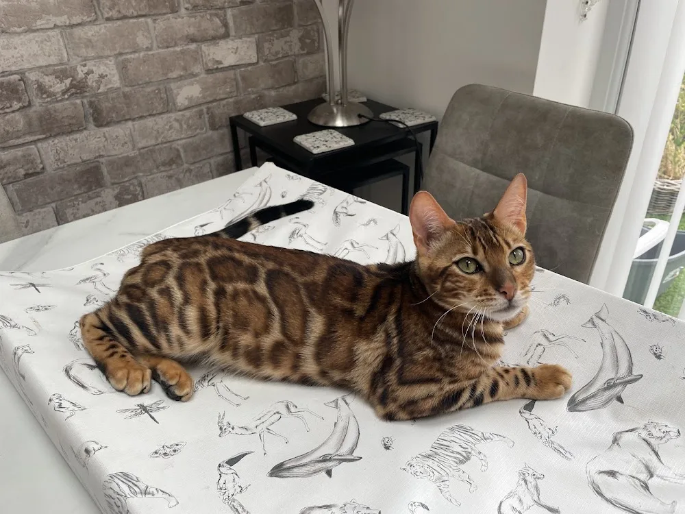 JJ's Boarding Cattery - Chesterfield pet otel görseli 3