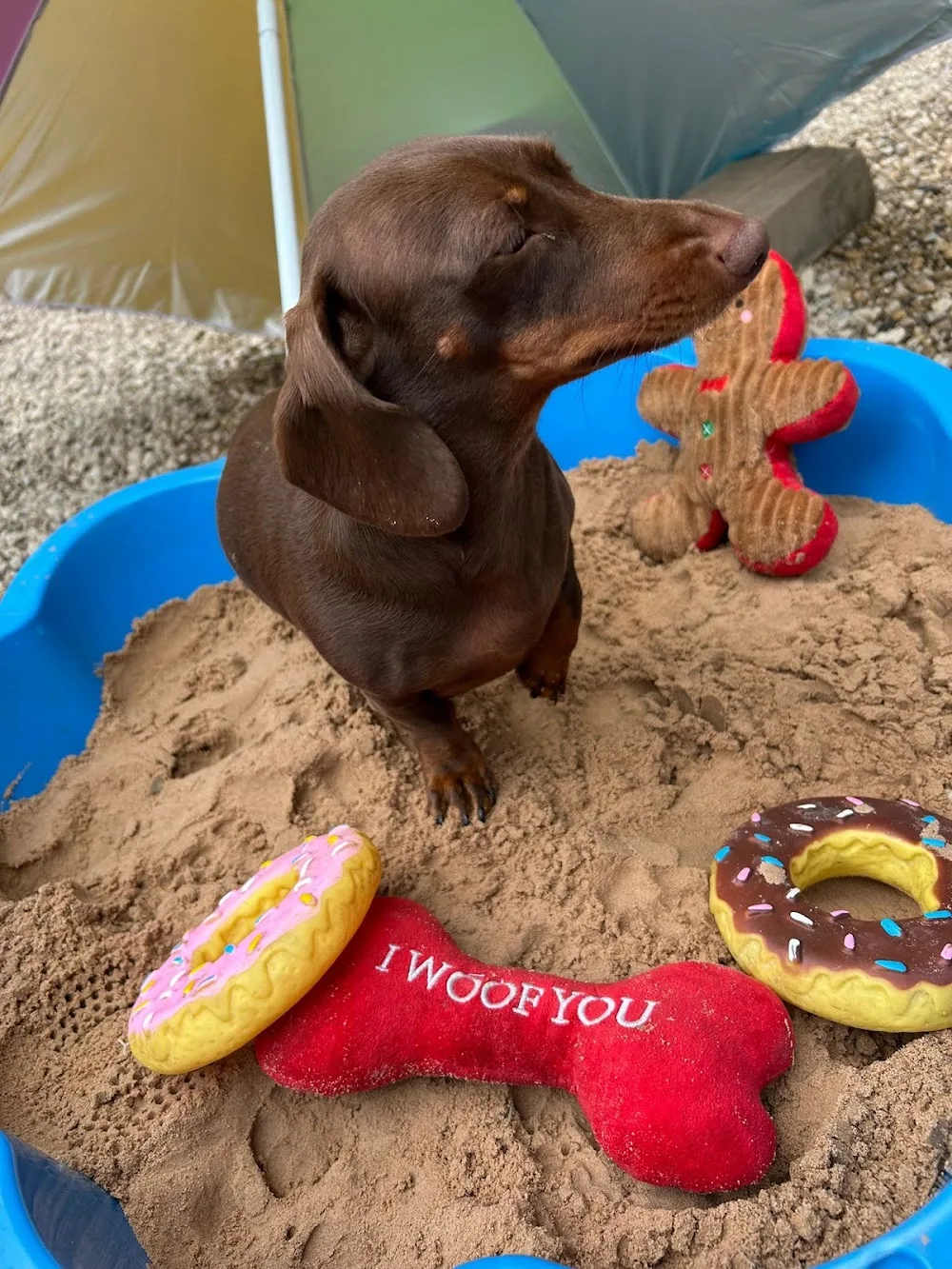 Multi Award winning DogLand - Doggy Daycare & Luxury Hotel - based at Rose Cottage Crow lane Chesterfield - Chesterfield pet otel görseli 2