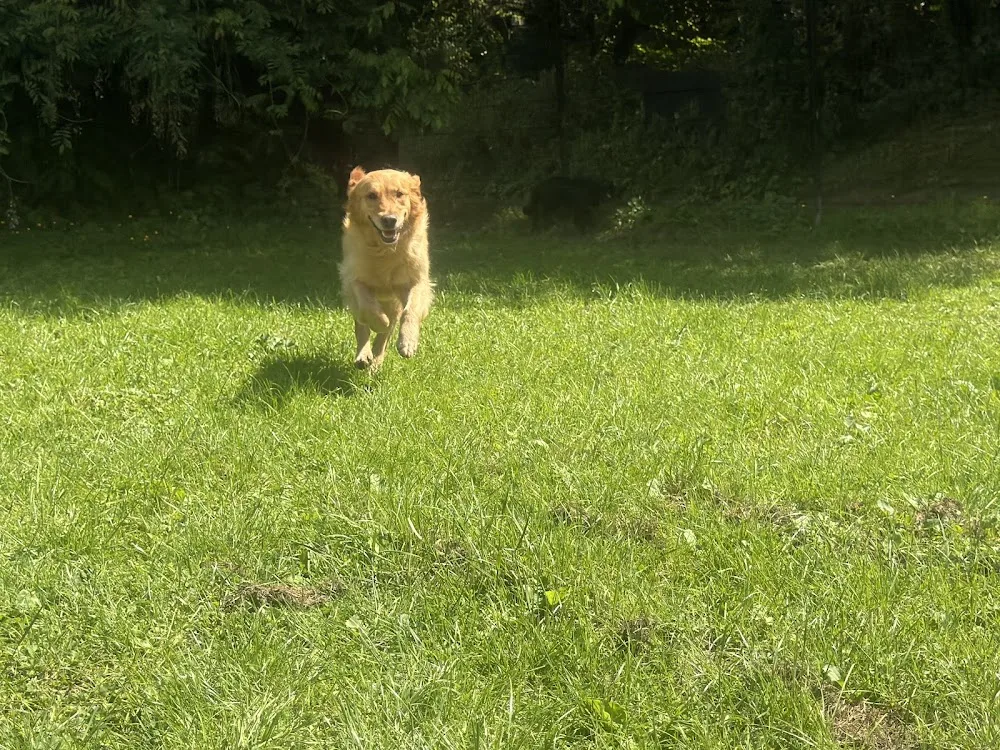 Multi Award winning DogLand - Doggy Daycare & Luxury Hotel - based at Rose Cottage Crow lane Chesterfield - Chesterfield pet otel görseli 3