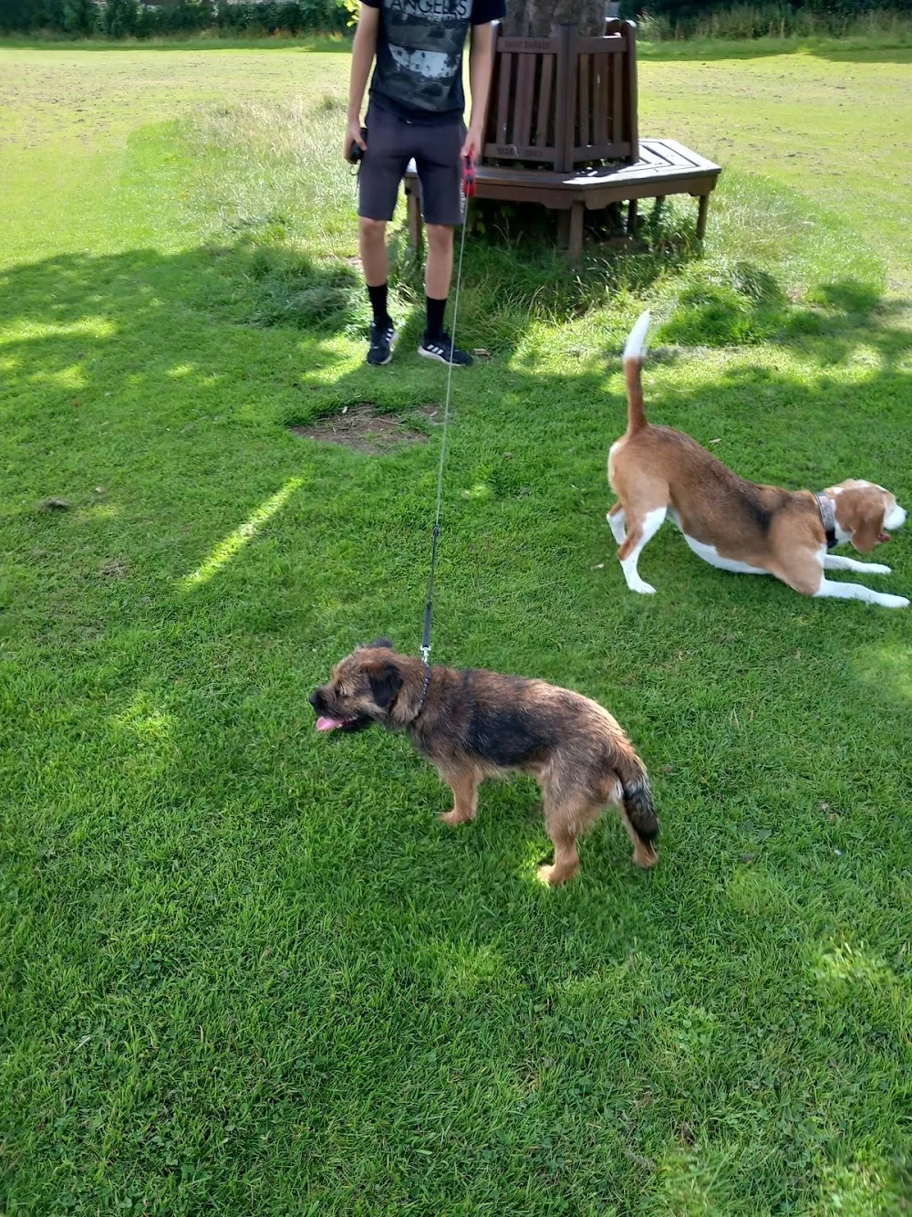Spire Home Boarding 4 Dogs - Chesterfield pet otel görseli 2