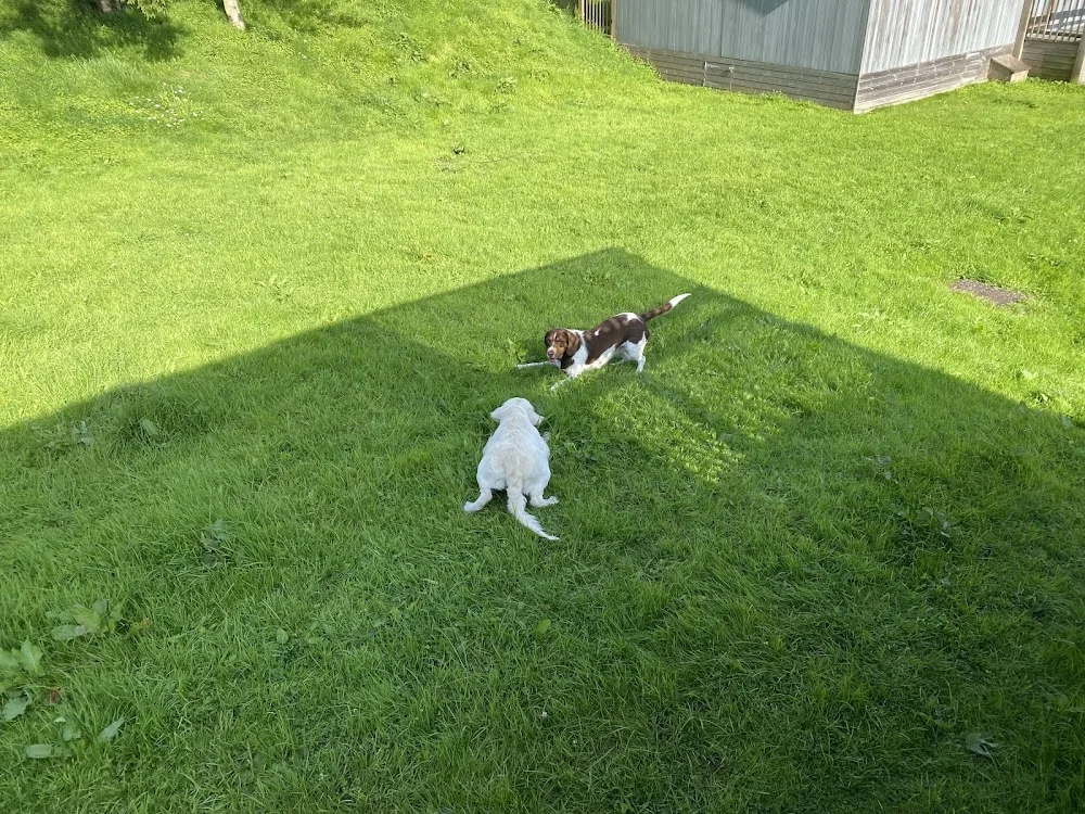 The Canine Country Club Derbyshire - Chesterfield pet otel görseli 3