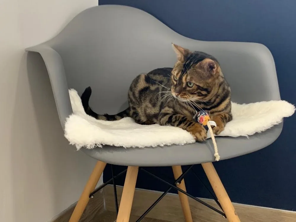 The Cat's Whiskers Luxury Cat Hotel - Chesterfield pet otel görseli 3