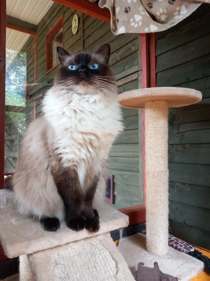 Twelvetrees Cattery - Chesterfield pet otel görseli 2