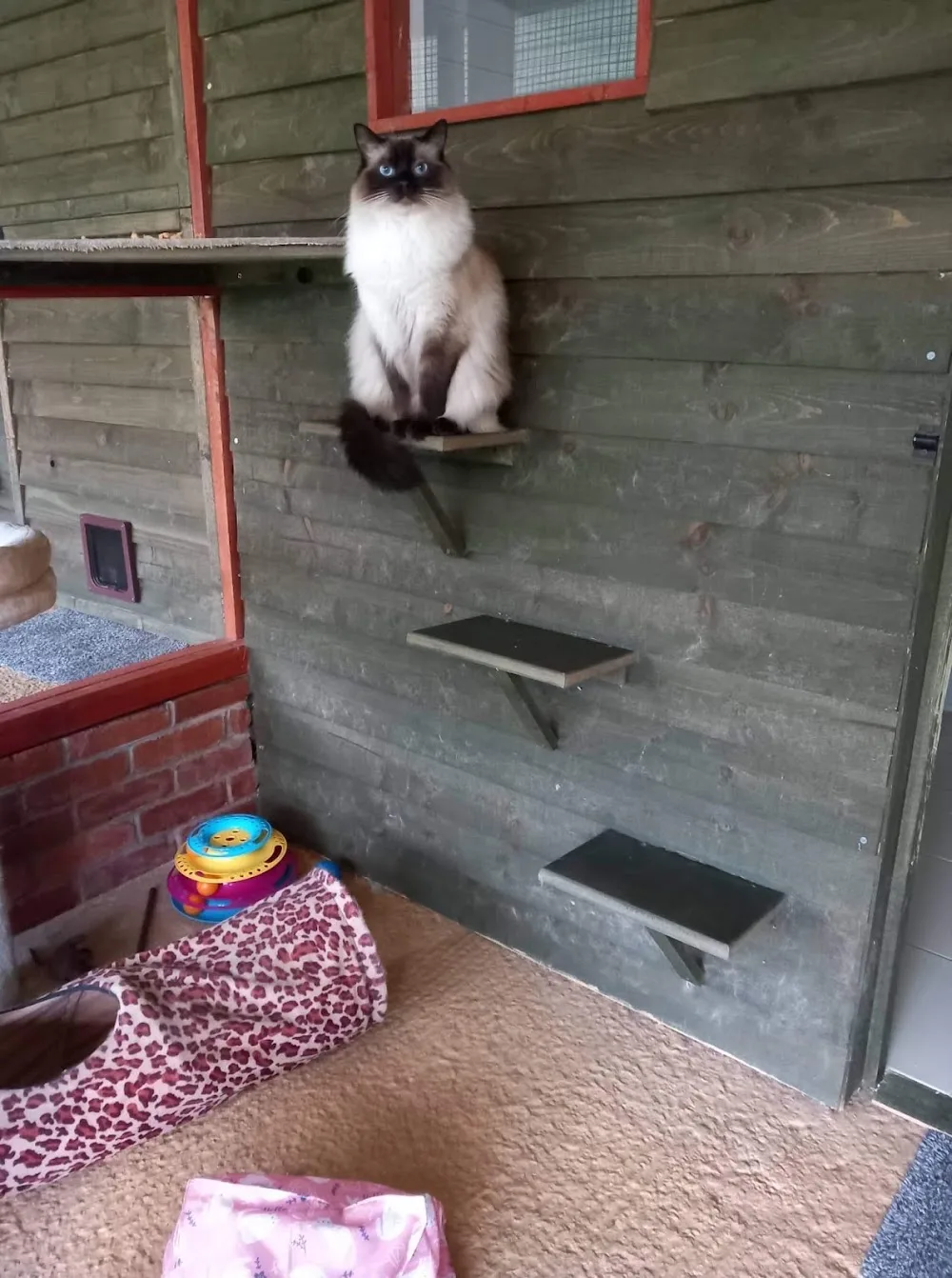 Twelvetrees Cattery - Chesterfield pet otel görseli 3