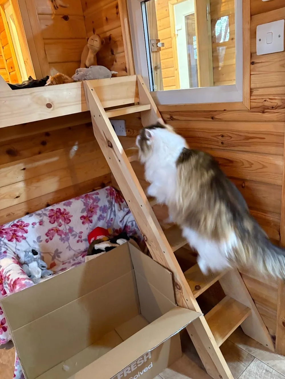 Woodland Nook Boarding Cattery - Chesterfield pet otel görseli 3
