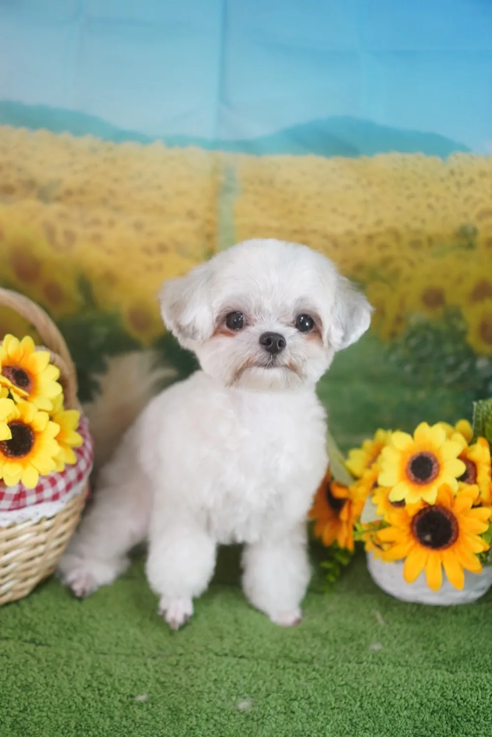 PET HOTEL&SALON JUYELL|千葉 - Chiba pet otel