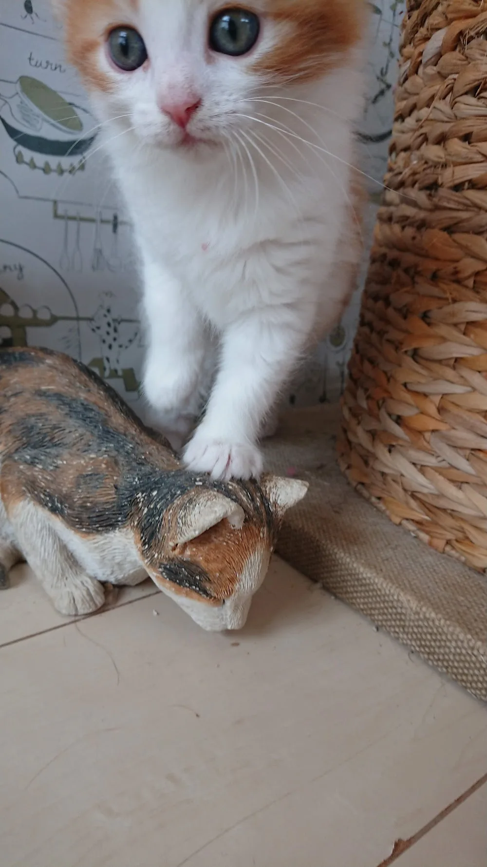 Pet-it-maison - Chiba pet otel görseli 3