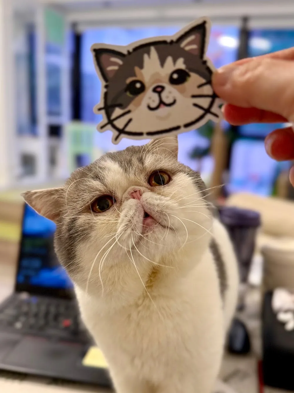 中英纯猫酒店 - China pet otel