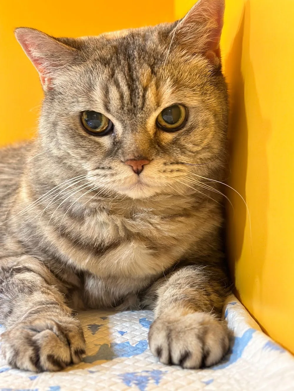 中英纯猫酒店 - China pet otel görseli 3