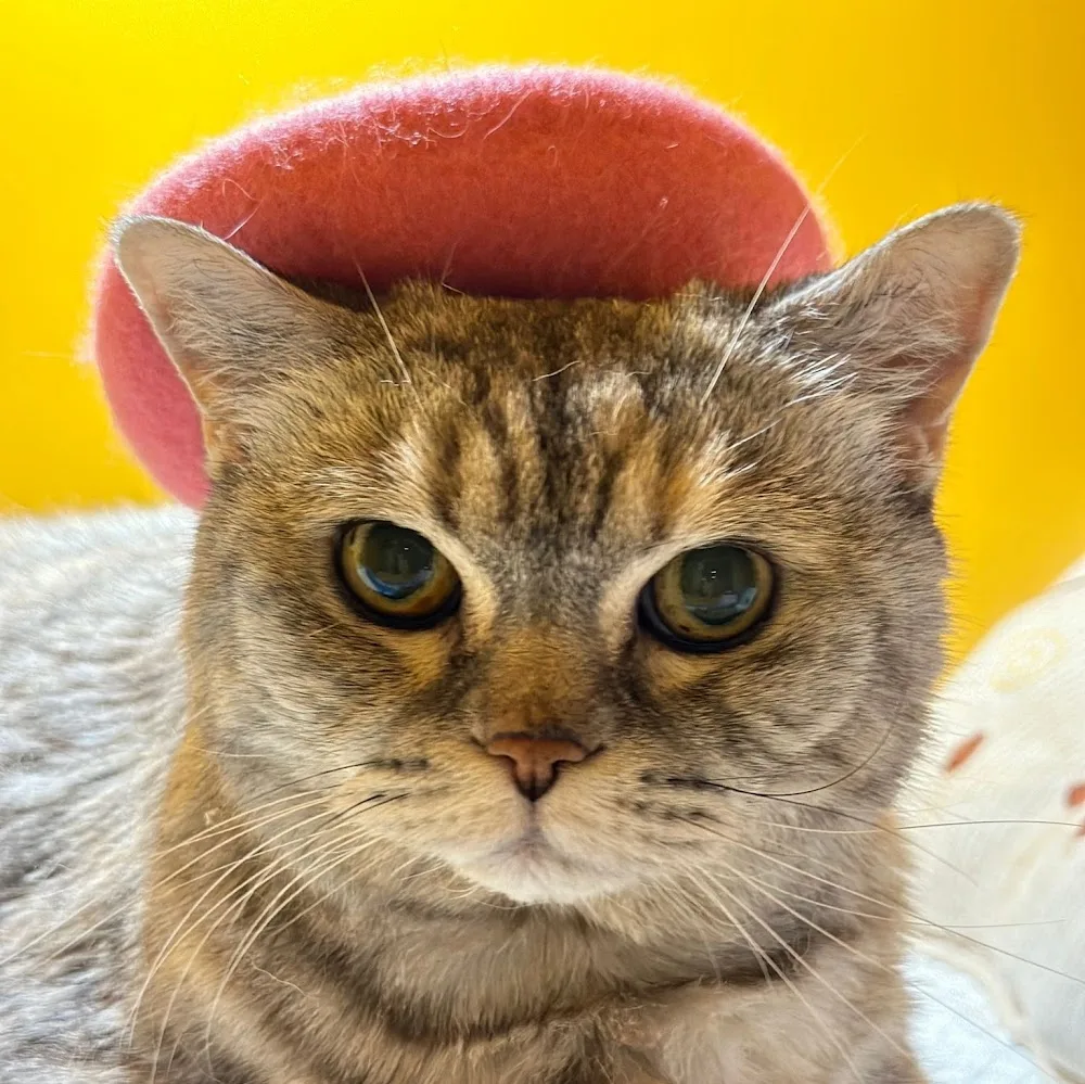 中英纯猫酒店 - China pet otel görseli 5