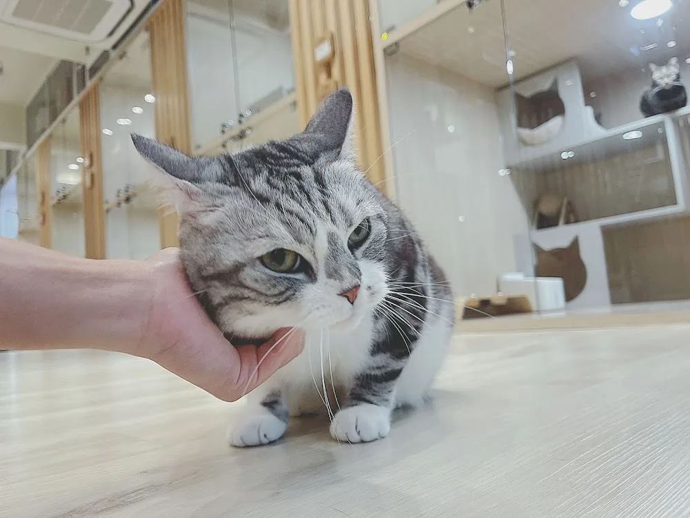 猫季酒店 - China pet otel görseli 7
