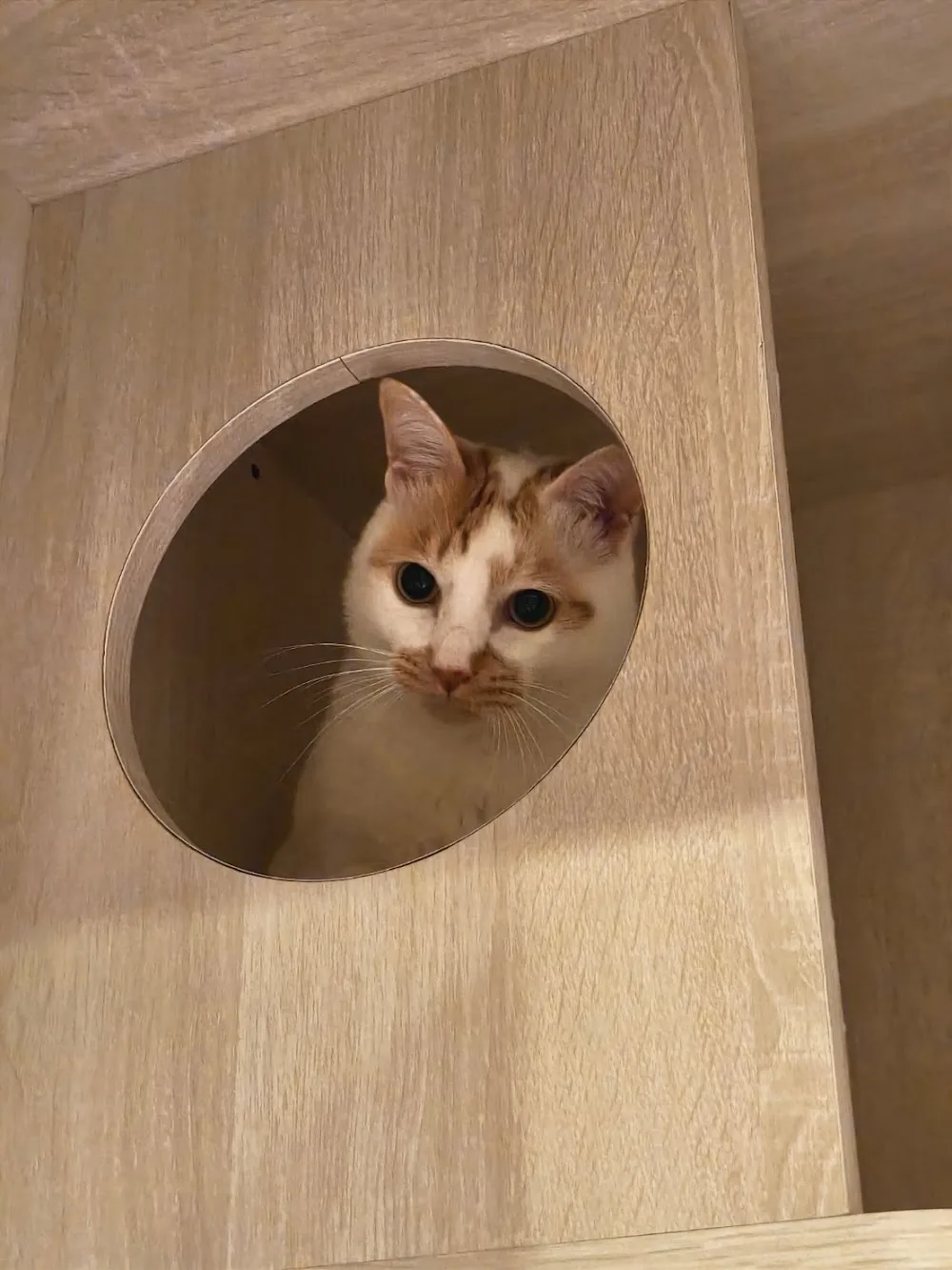宅猫旅馆🥰中山馆 - China pet otel görseli 3