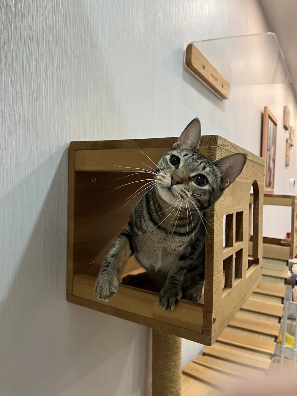 旅行猫咪【汐止】 【猫旅馆】 - China pet otel